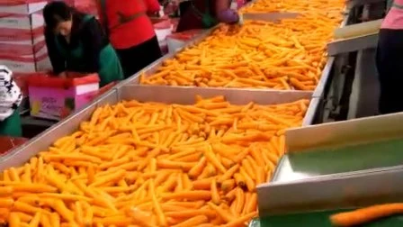 Zanahorias en Tiras y Verduras Congeladas Primera Calidad IQF